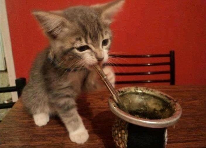 Valennnnnn_m's tweet photo. les comparto algunas fotos de gatitos tomando mate que me hicieron el día https://t.co/ReckxH1C6B