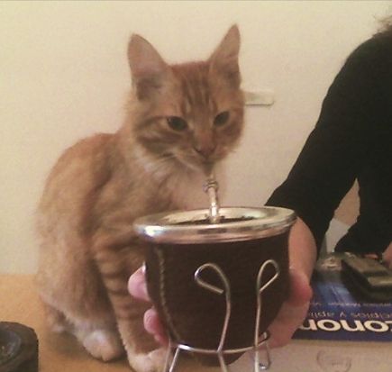 Valennnnnn_m's tweet photo. les comparto algunas fotos de gatitos tomando mate que me hicieron el día https://t.co/ReckxH1C6B