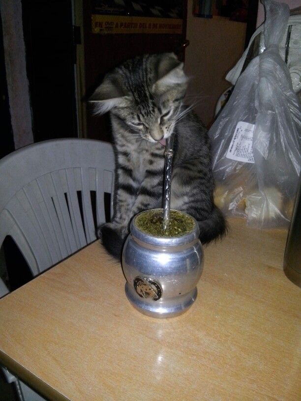 Valennnnnn_m's tweet photo. les comparto algunas fotos de gatitos tomando mate que me hicieron el día https://t.co/ReckxH1C6B
