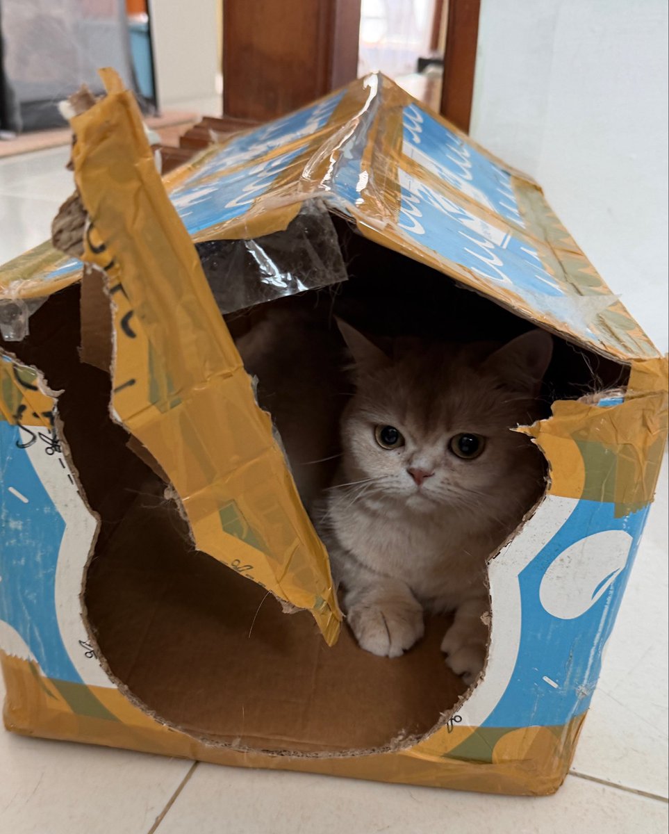 nastarcheesecat's tweet photo. Kasian rumahnya udah peyot https://t.co/VBnjSutBEb