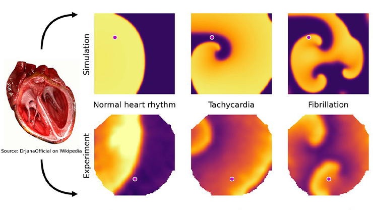 TheSIAMNews's tweet photo. In SIAM News Online, Marie Cloet discusses her #SIAMDS2025 research on #ExcitableSystems. She reveals that the same ideas used to describe #cardiac arrhythmias can also explain how #waves behave in complex #networks. Check it out! https://t.co/FiVettH5I6 https://t.co/6ZTillZqPT