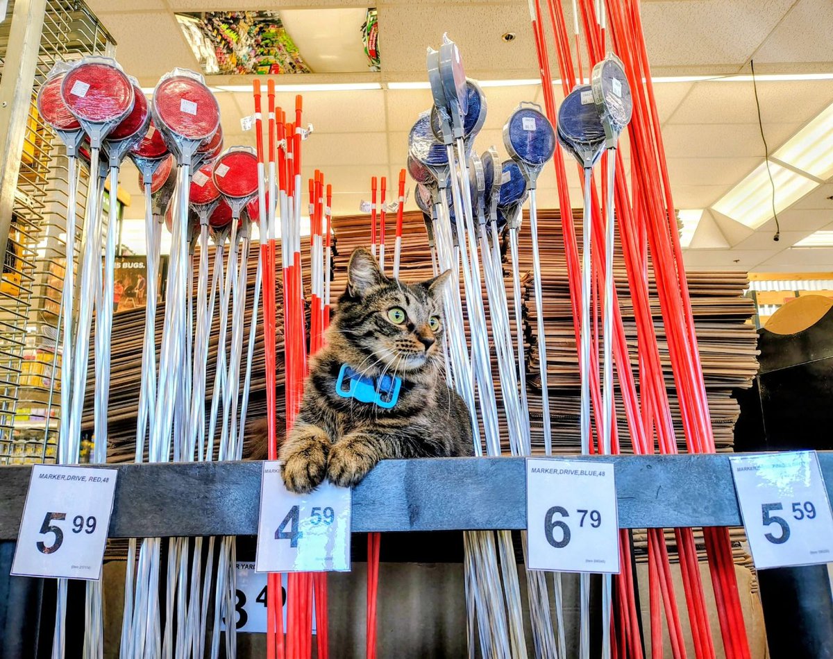 CatWorkers's tweet photo. 🐈 King the cat
🛒 Aubuchon Ace Hardware (Franklin, MA) https://t.co/Mo6vjUKHYi