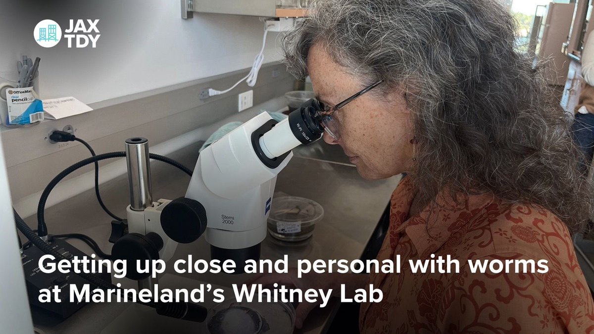 JAXTDY's tweet photo. Researchers are studying a marine worm that can regenerate body parts. Might the worm benefit humans? | Jacksonville Today

https://t.co/YQgCmLbZTO https://t.co/pOQILFHI5s