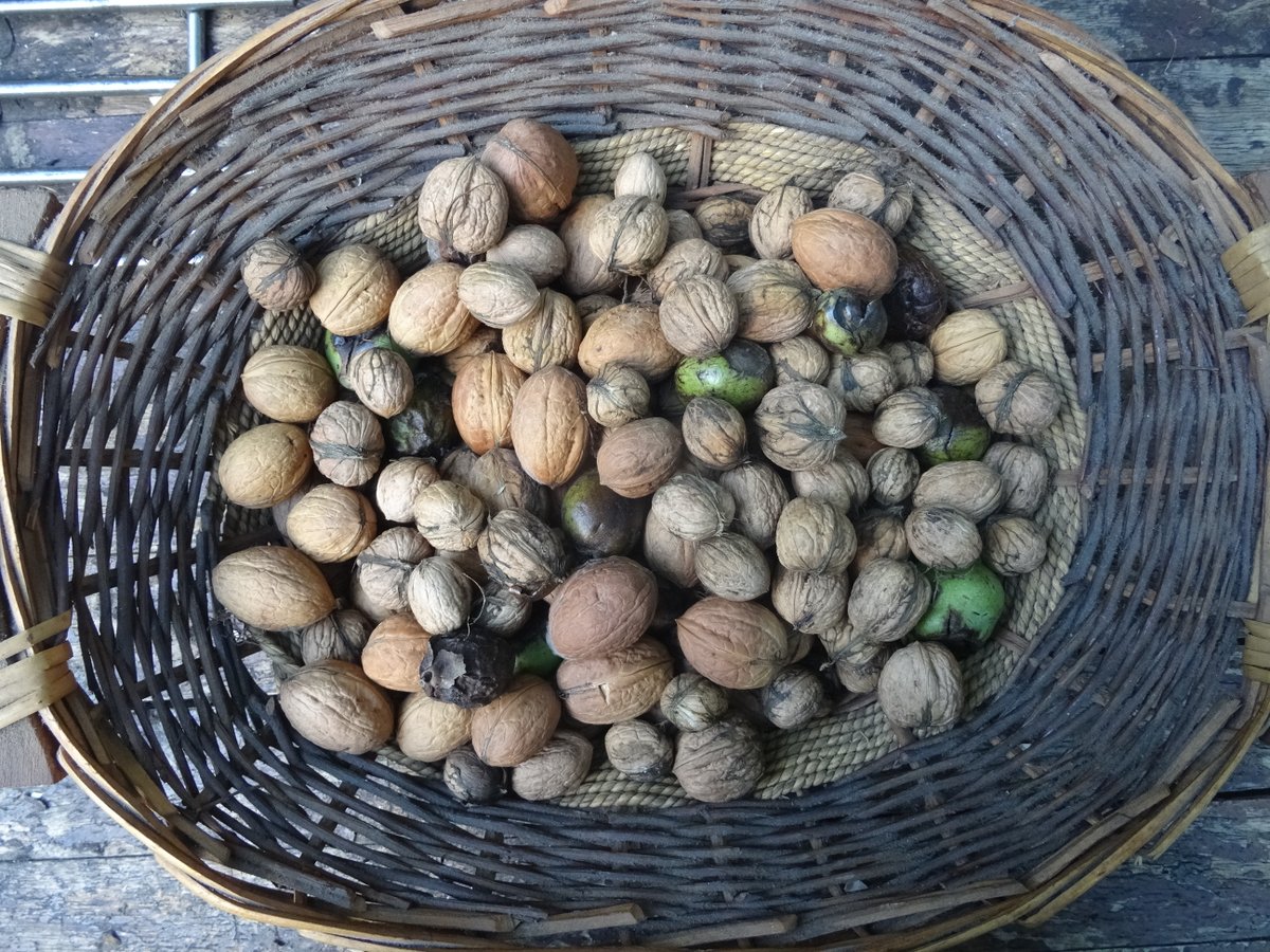 Wicklowwolf1's tweet photo. #harvest #Autumn2026 
This is a great year for the walnuts. I don't have a walnut tree in my garden.  I found these nuts on the footpath overhang by a couple of walnut trees. https://t.co/Ab8BsJTQX2