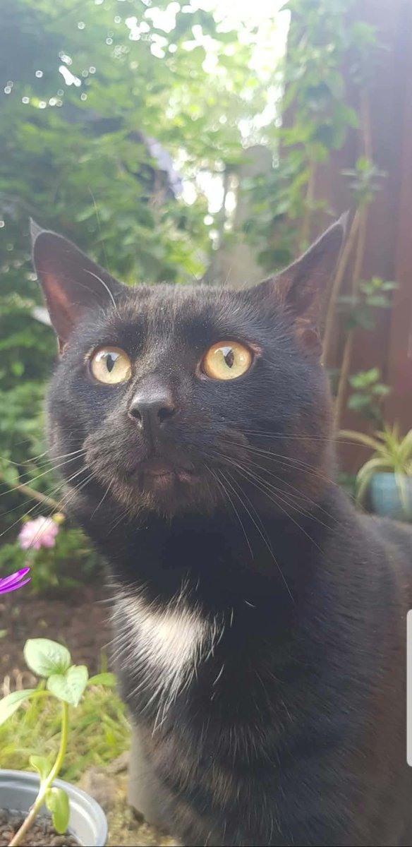 Laelaps_UK's tweet photo. Hex has very distinctive ears! https://t.co/hmoW4k5arK