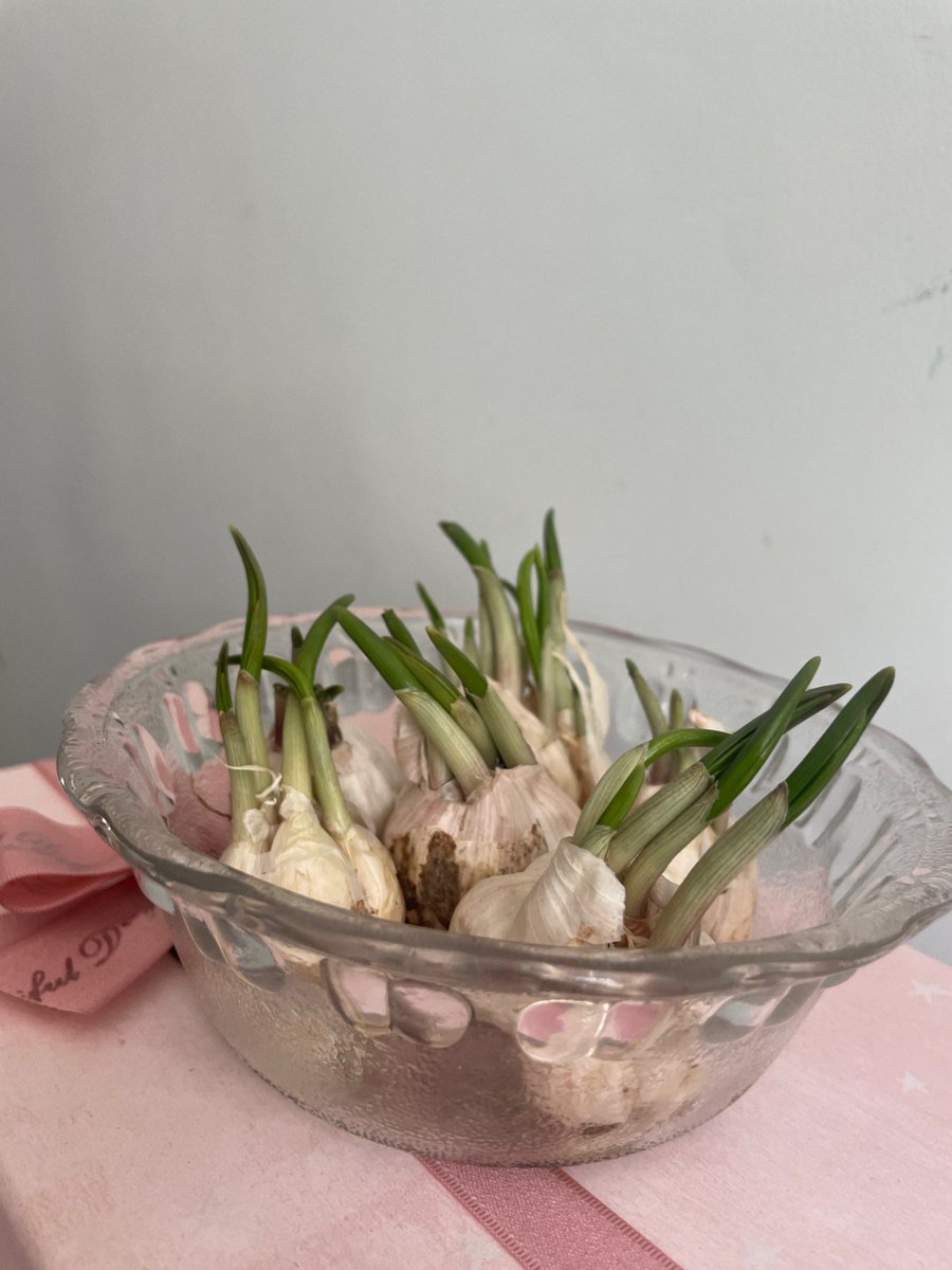RachelHarbqn's tweet photo. [Hay un trozo de madera de torre de ajo, una hierba de cola y un montón de brotes de acebo en la taza.]， https://t.co/AVAqReNtrU