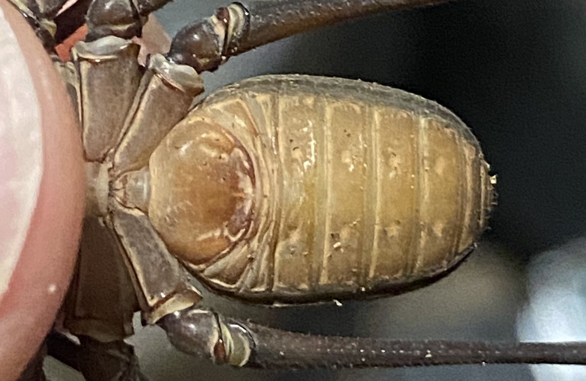GUPPY1212's tweet photo. Heterophrynus elephas
もしかしてペアか？ https://t.co/DOBM3B4sUD