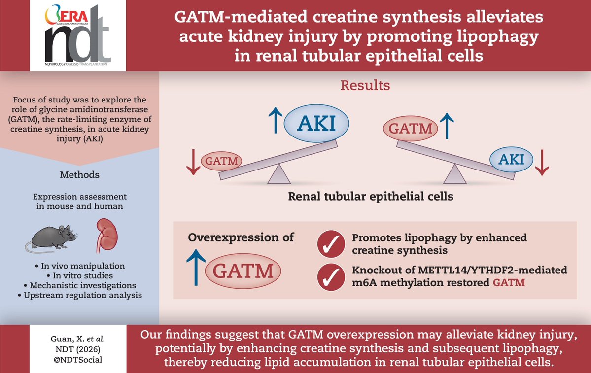 NDTsocial's tweet photo. GATM-mediated creatine synthesis alleviates acute kidney injury by promoting lipophagy in renal tubular epithelial cells

https://t.co/vo8ozZumEj https://t.co/luzvwD2Zid