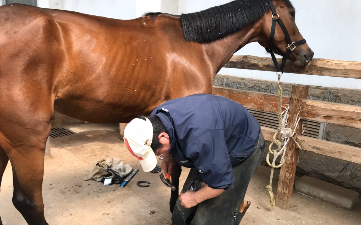 SomererTayana's tweet photo. [This stable keeper 厩辞靖 brings warm care to every horse today!] https://t.co/6FAWLJmJtA
