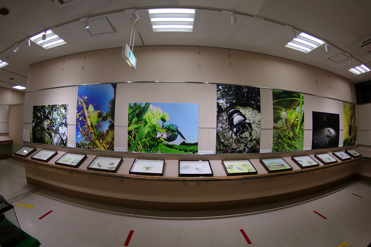 mino_insect's tweet photo. 企画展「じゅえき太郎のすべて」は明日からです！オリジナル4コマ漫画、複製絵画、そして美しい原画も展示します。是非お越しください！【館長】
https://t.co/uYesTFxa9q https://t.co/te7Qm81jZe