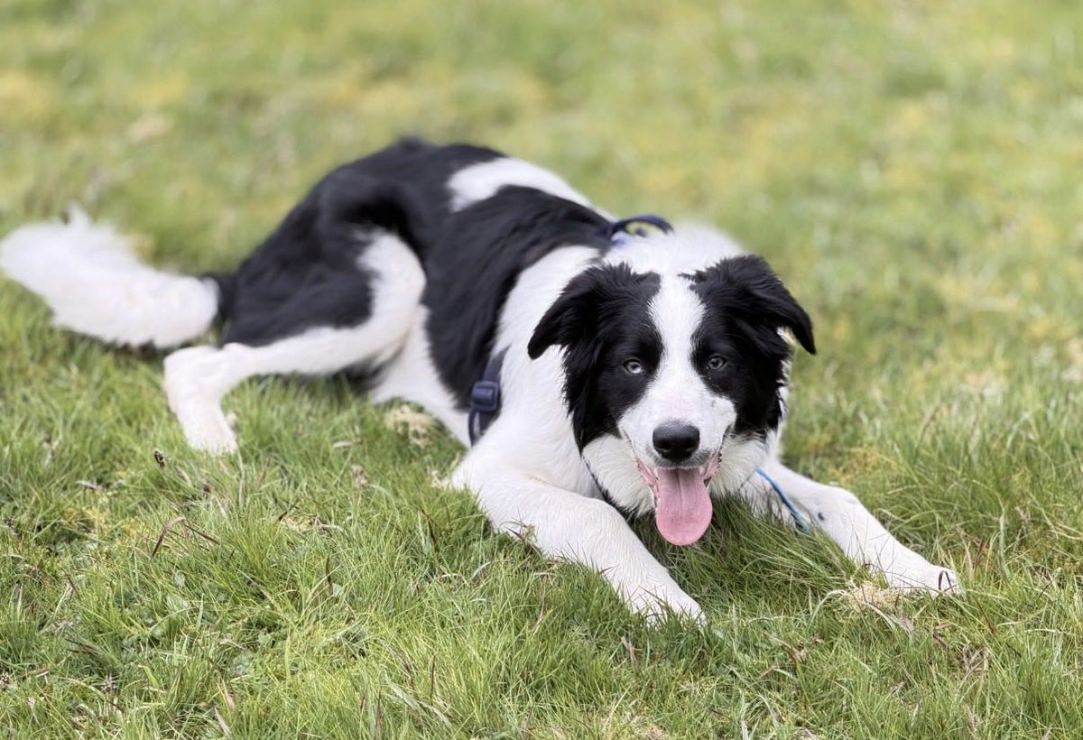 H2RScotland's tweet photo. Harvey is an 11 month old Border Collie.
He is looking for a new home and would suit someone who has experience with the breed.
Harvey is anxious around children, he would suit a home with no kids.
He is crate trained and whilst in his crate he is okay if children are around, however he doesn't like to live with them.
Harvey is great with other dogs and cats.
He is chipped.
Harvey does not have any medical conditions and is registered with the vets.
He eats two meals a day which is a mix of both wet and dry food which he loves.
Harvey will sleep in his owners bedroom at night on the floor or the bed. He is fine in the car and loves to play with toys - tug of war if his favourite game.
He loves treats of all kinds.
Harvey can be wary meeting new people at first, if they have a toy he will likely interact and get use to new people.
He is great with other dogs and just wants to play - he does have a lot of energy so would suit younger dogs.
Harvey was last at the vets 6 months ago for a regular check up and was fine.
He is good on the lead but can pull from time to time if he knows he is going to a certain park where he knows he will play with the ball.
Harvey is also fully house trained.
He likes the company of his adult owners and loves to cuddle and play with his ball or toys.
His new owner will need to be understanding of his needs and patient with him.
For more information or to offer Harvey a new home please email info@help2rehome.com 
We don't accept private messages to the page, please email for any enquiries.