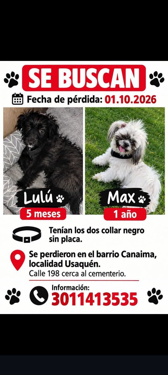 PS1COPOLITICO's tweet photo. Perritas y perritos extraviados en Bogotá. https://t.co/0WLGolba9s