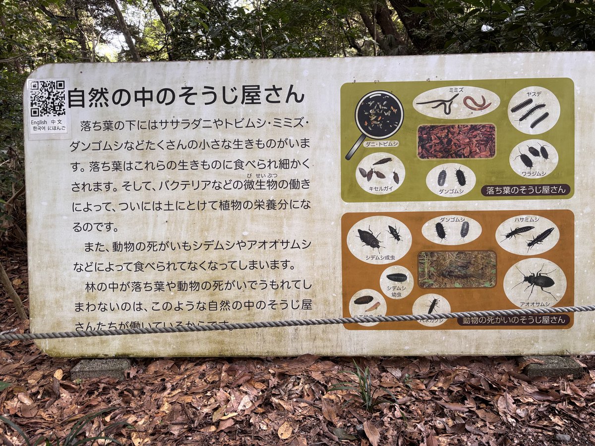 BETEL_1108's tweet photo. 今日、秋だな〜と近くの森みたいな園に行ってきた。
今回で2度目。
地図もところどころにあるし、基本的に道なりに歩けば入口〜出口に着くはずなのに、迷子になってもうた。　なんで🤯 https://t.co/GedPzmbITg