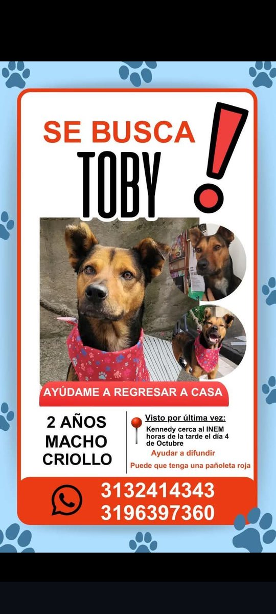 PS1COPOLITICO's tweet photo. Perritas y perritos extraviados en Bogotá. https://t.co/a6VboLqgDp