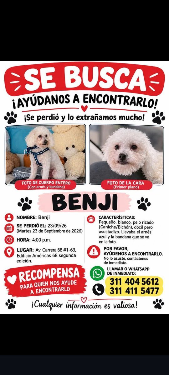 PS1COPOLITICO's tweet photo. Perritas y perritos extraviados en Bogotá. https://t.co/a6VboLqgDp