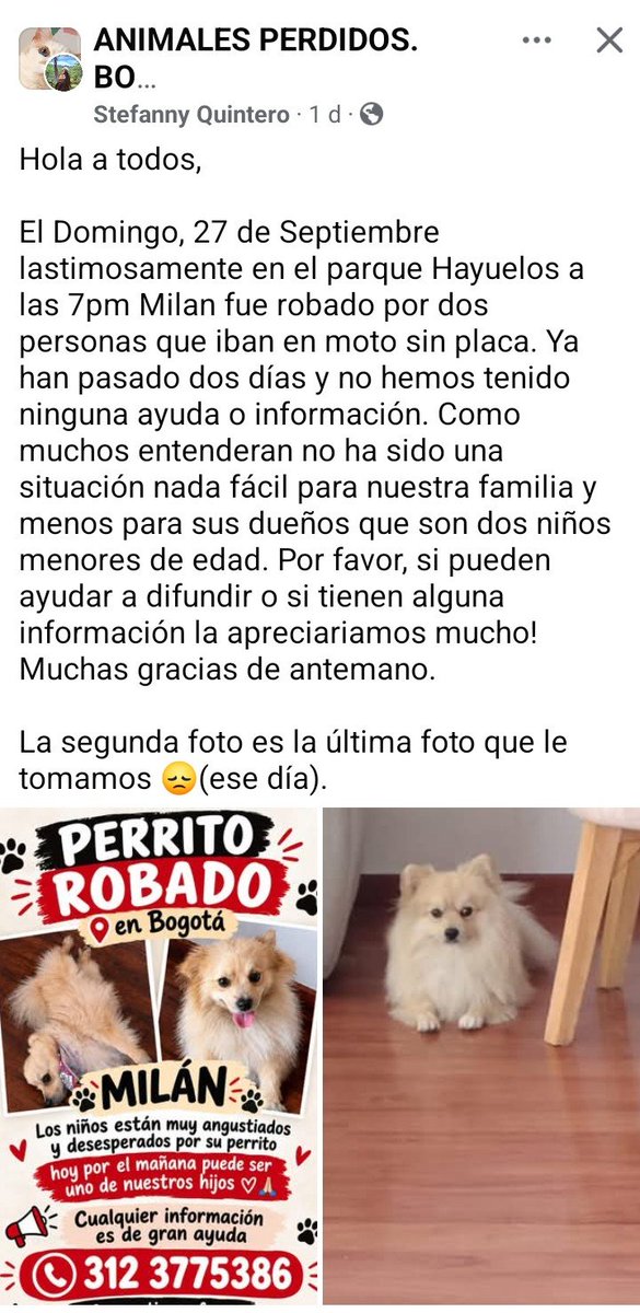 PS1COPOLITICO's tweet photo. Perritas y perritos extraviados en Bogotá. https://t.co/a6VboLqgDp