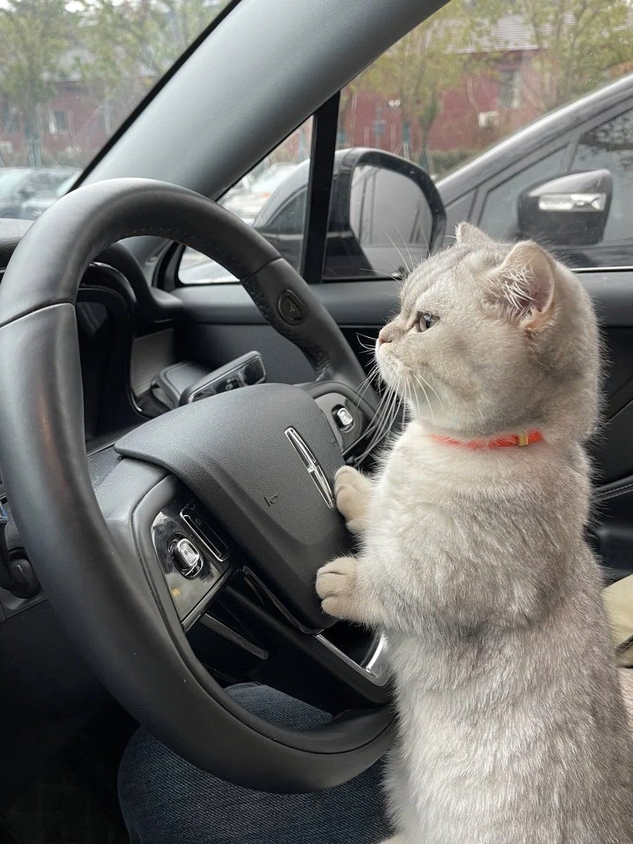 bluumerry's tweet photo. 🐱🚓 https://t.co/LTYgKiPOBq