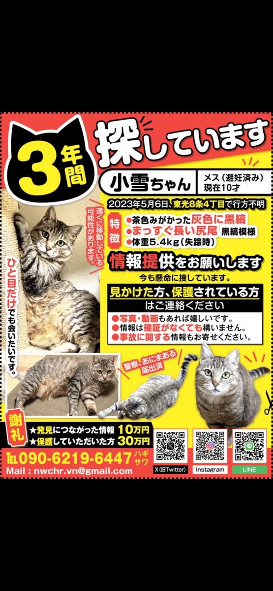 nekokoyuki0126's tweet photo. 少しづつ朝晩が寒くなってきました
どこかで懸命に生きててほしいです
そして、こうして自宅でゆっくりと
ご飯を食べている姿をもう一度みたいです
この姿をもう一度見れるよう
捜索続けていきます

#旭川　#拡散希望　#迷い猫　#捜索中
#キジトラ　#探してます　#愛猫 https://t.co/9vY2IMECQU