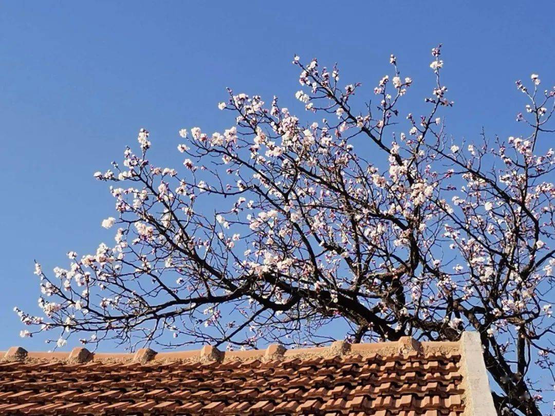 EliseGracerdzs's tweet photo. Hoy caminé por el río, el almendro florece con brotes dulces en la orilla, y el cielo azul profundo refuerza esta hermosa maana. https://t.co/Fkn8G5OrWb