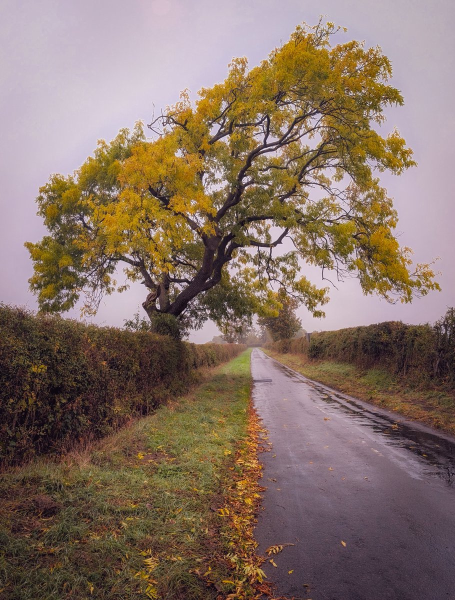 StuartKlinke's tweet photo. Tree of the day https://t.co/lumjxFVNXY