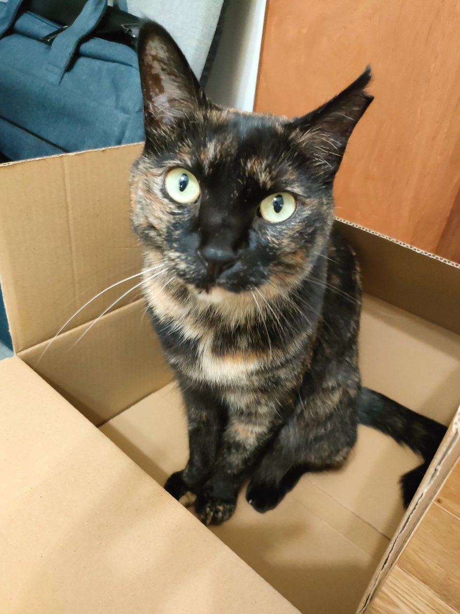akkoreiina's tweet photo. そのダンボール、使わないものを入れようと思ってるのに笑
#猫のいる暮らし
#サビ猫 https://t.co/todJMU1q0z