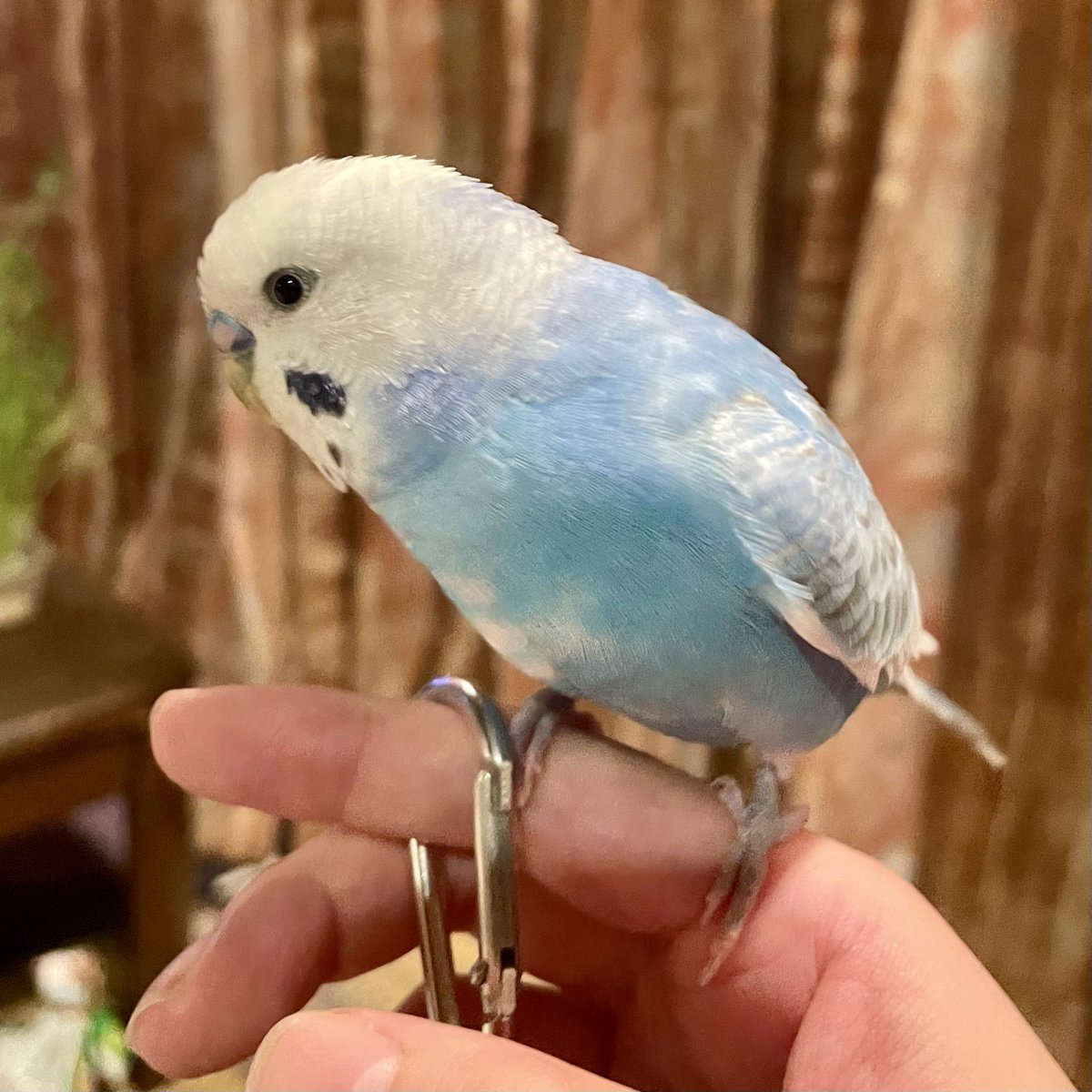 44Baybird's tweet photo. これはお人形さんを返せと威嚇している顔になります。 https://t.co/mBV5dgsXDs