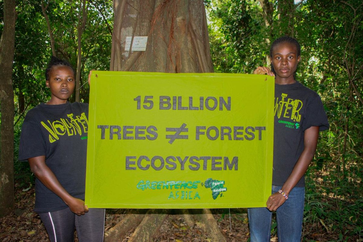 Phan254ojwang's tweet photo. Kukata miti nayo zii
Io Sisi apana kubali 🥹
#wadagi #handsoffourforest
@Environment_Ke @KeForestService https://t.co/yBqF8RLaUy