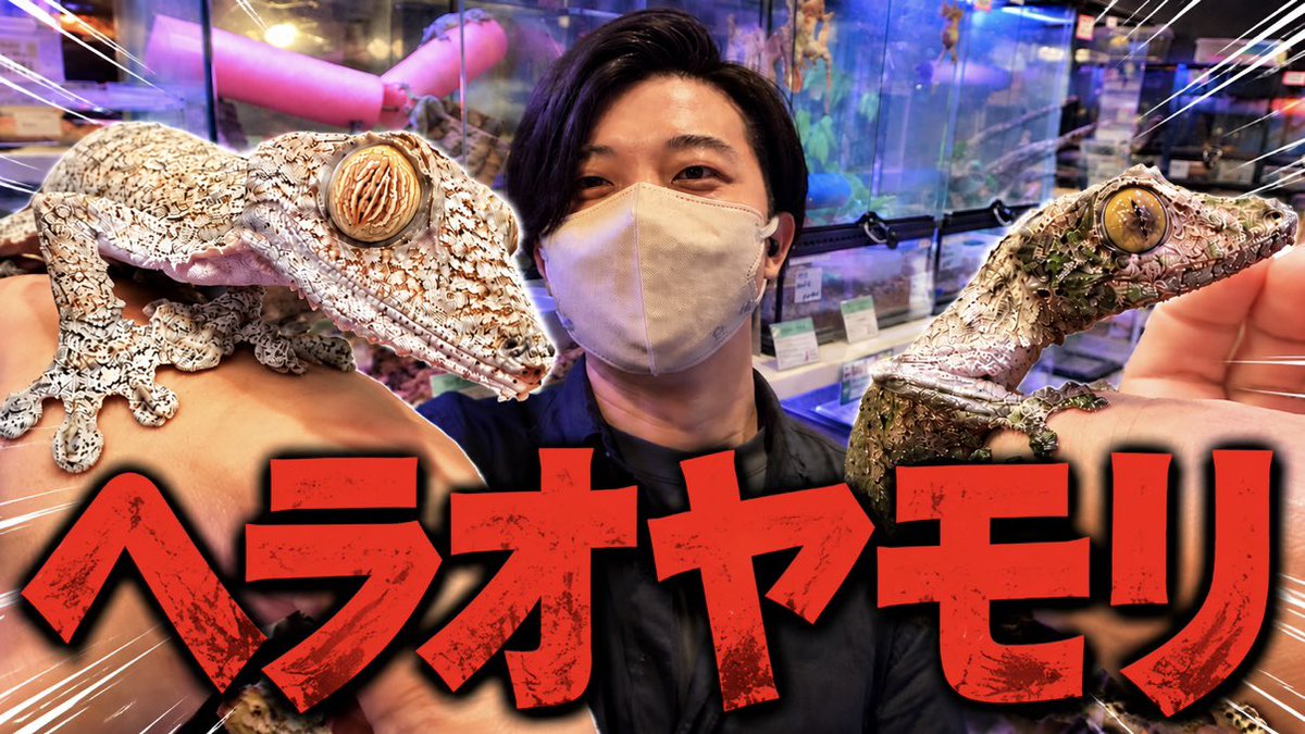 aririn_leopa's tweet photo. ▼YouTube更新

【新入荷】マダ便！大人気ヘラオヤモリ軍団を紹介！
https://t.co/p6oPvO1BR8 https://t.co/ROWSLoYxDg