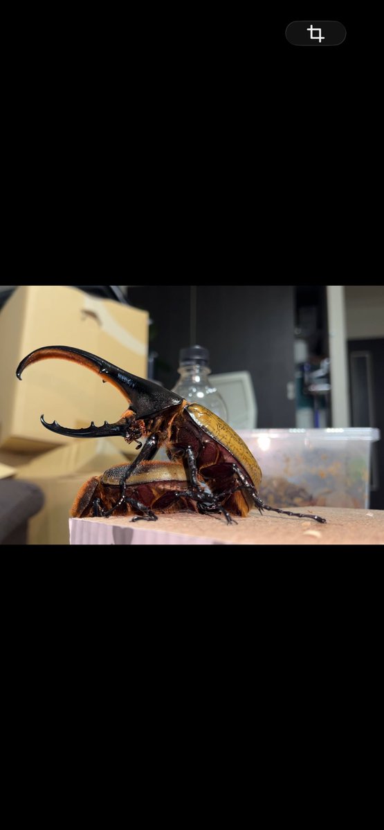 KellyD1insect's tweet photo. ♂ごめんね君OAKS-GTS同
♀G-FOX172R
ペアリングを済ませ、一つ卵が転がっていた🤣
初卵は無精卵かな〜
これからが本番‼️🙏

#ヘラクレスオオカブト
#dhヘラクレス https://t.co/RpOEDx60o2