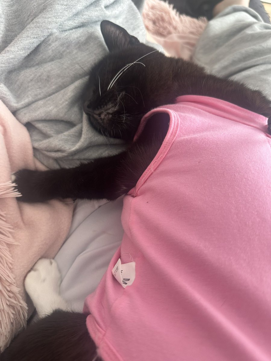 seobphil's tweet photo. kitty cat https://t.co/BnCPPupDD0