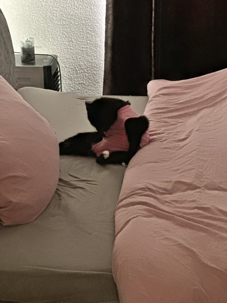 seobphil's tweet photo. kitty cat https://t.co/BnCPPupDD0