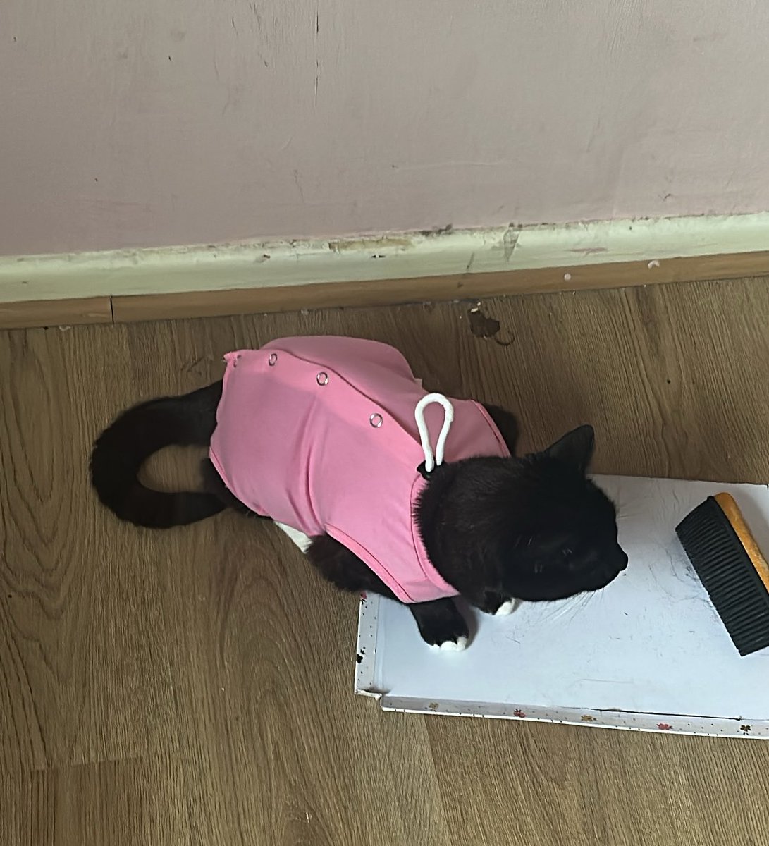 seobphil's tweet photo. kitty cat https://t.co/BnCPPupDD0