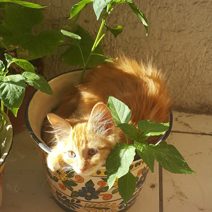 Mohab1259840's tweet photo. صورة من عندنا 🌿💛 https://t.co/L2EoOfKiST