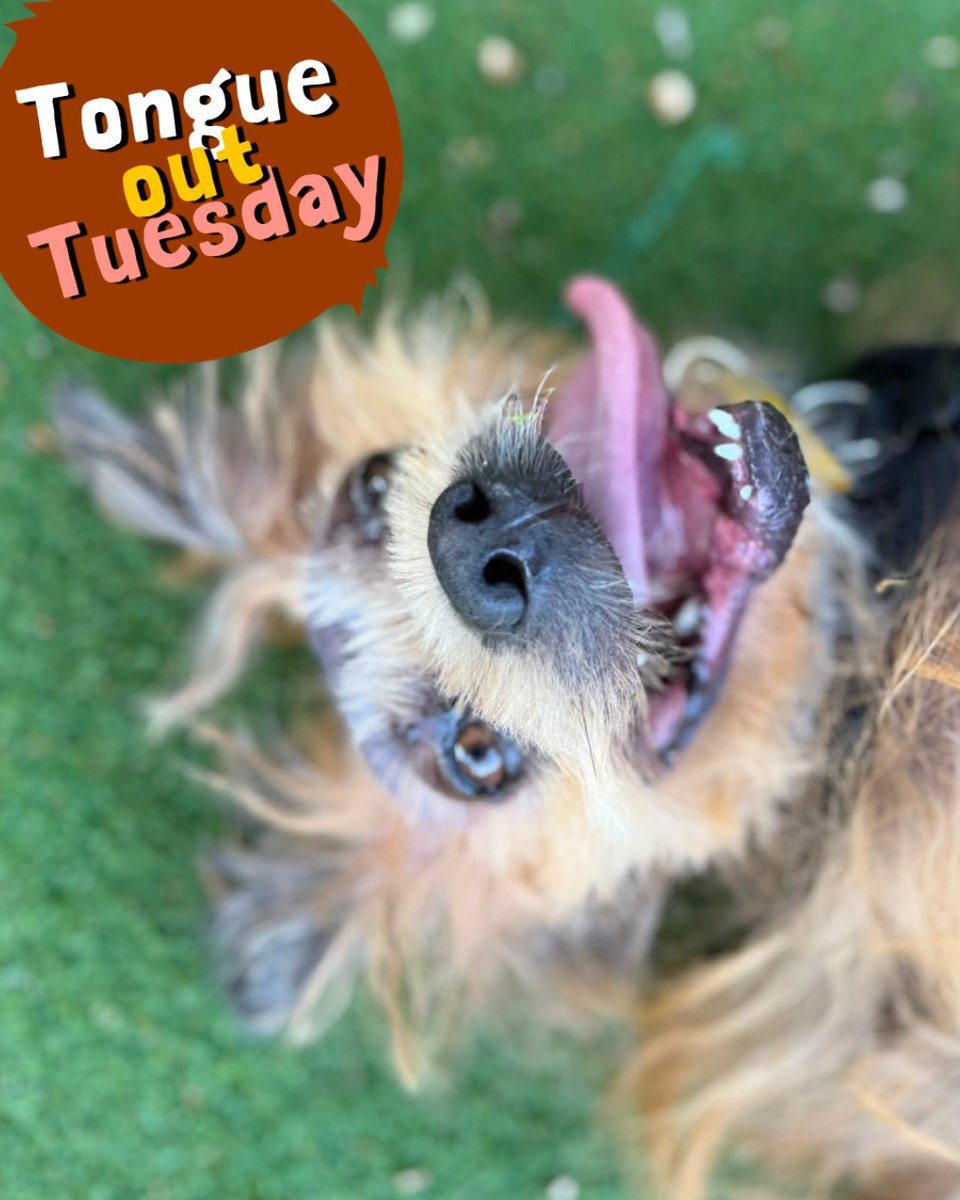 DT_Kenilworth's tweet photo. It's ALWAYS a #TongueOutTuesday when Dennis is around!
#RescueDog #AdoptMe #INeedAHome #Crossbreed #Rescue https://t.co/fn0bFkqE3s