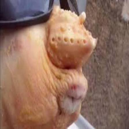 maytuita_'s tweet photo. @DivaMandy1 @kkaren13a Eu teria vergonha de ter uma cara igual esse cu de frango, e ao invés de melhorar como pessoa, fica aí de post em post derramando sua frustração e dor de cotovelo https://t.co/rSQ1byqESQ