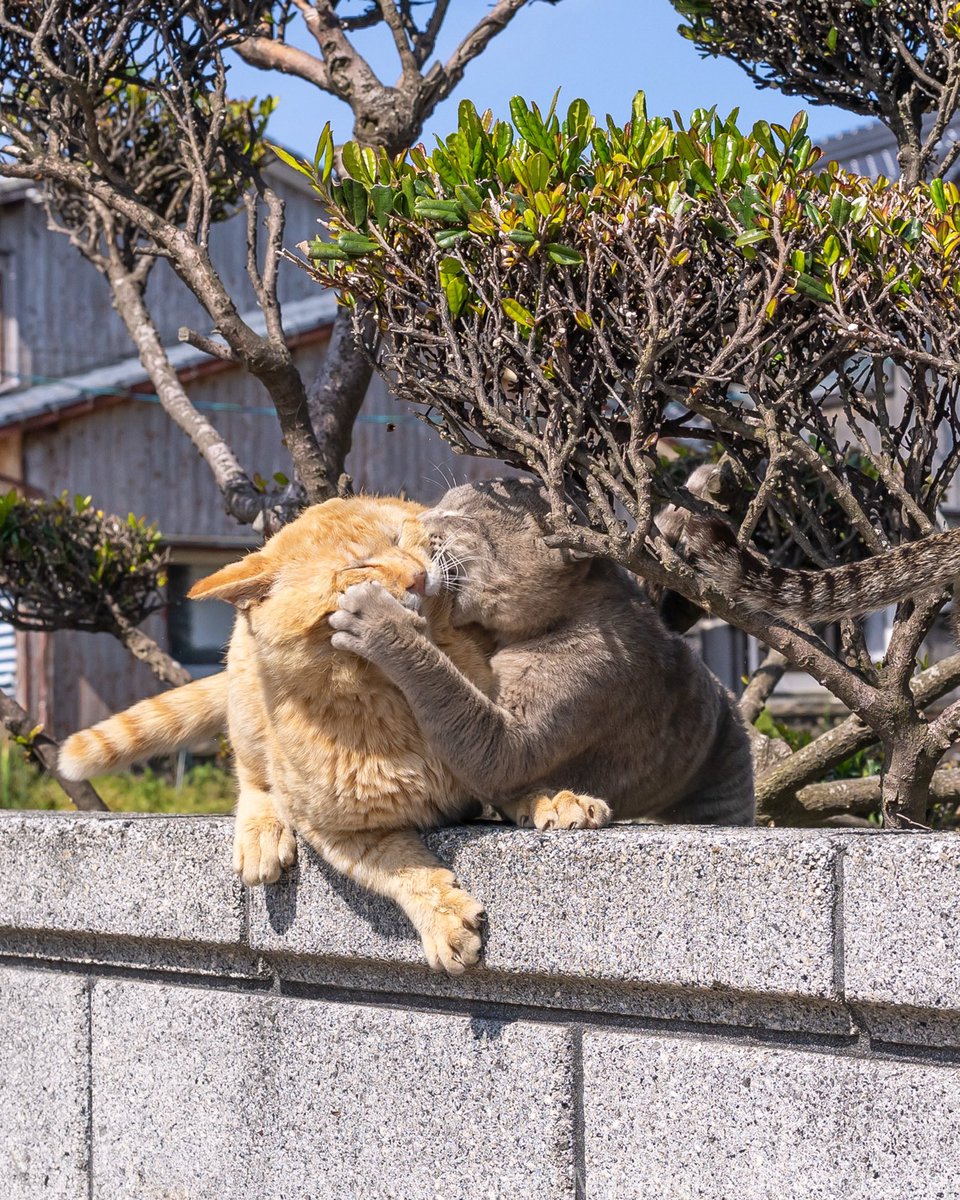 BestOfMeow's tweet photo. https://t.co/c9Hpqsnj8L