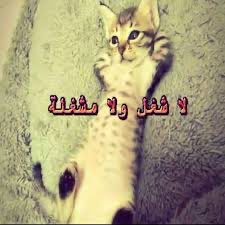iqxor8's tweet photo. #ساره_تسيء_لرسول_الله مشغوله ما نمت انتظر تم القبض https://t.co/A65QHdfiP1