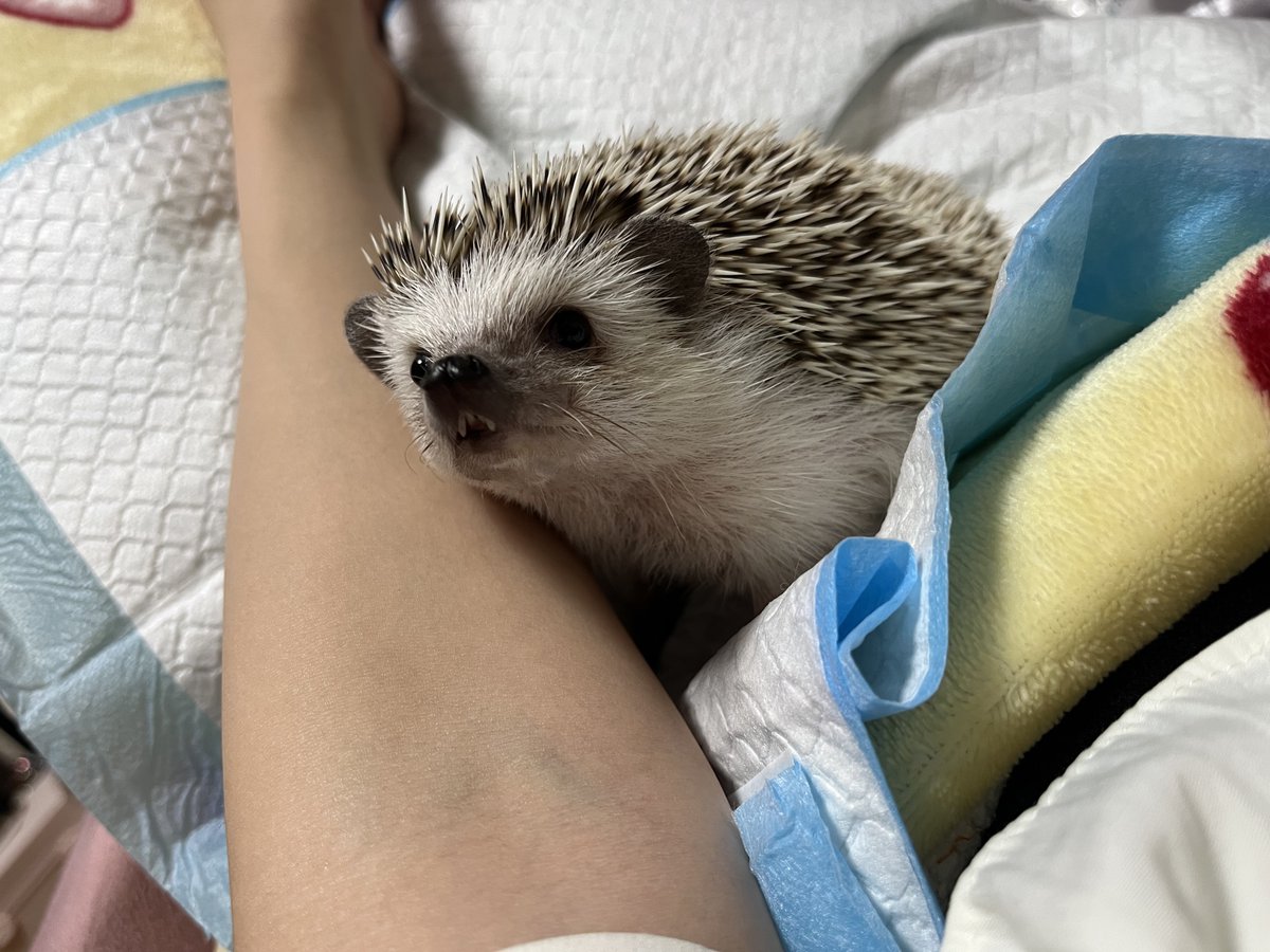 Rinne0508_'s tweet photo. 腕枕🦔 https://t.co/jLJdmlmuaL