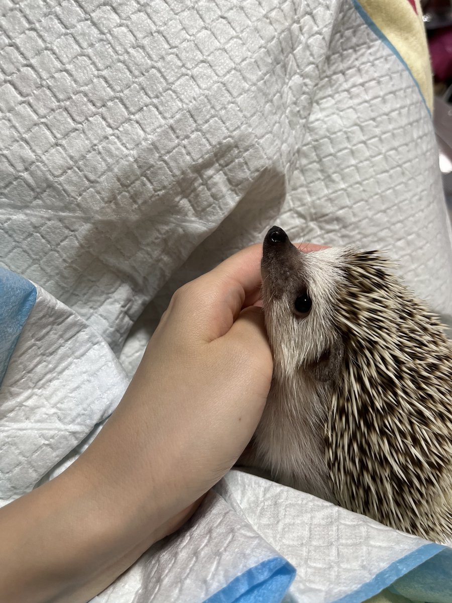 Rinne0508_'s tweet photo. 腕枕🦔 https://t.co/jLJdmlmuaL