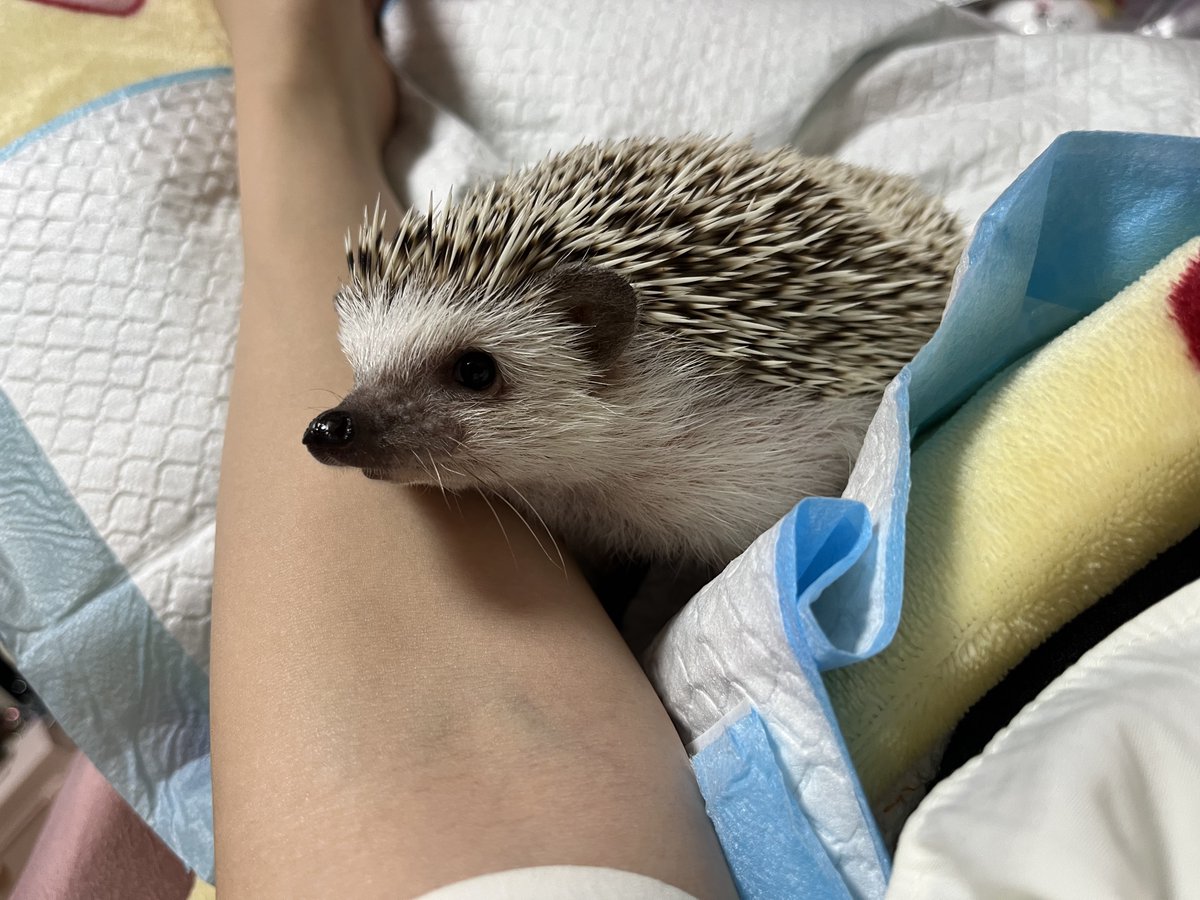 Rinne0508_'s tweet photo. 腕枕🦔 https://t.co/jLJdmlmuaL