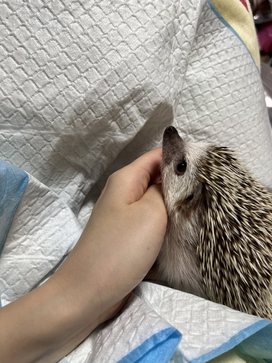 Rinne0508_'s tweet photo. 腕枕🦔 https://t.co/jLJdmlmuaL