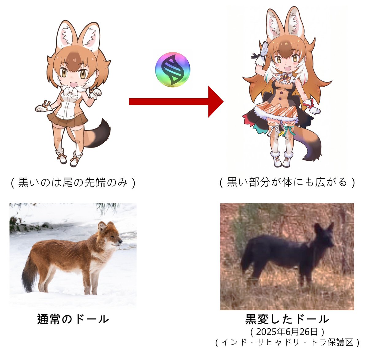 sngln19748154's tweet photo. オーバードールには、黒い要素がいくつも追加されていますね……
面白いことに、実際のドールにも、このような黒褐色の胴体を持つ個体が存在します！

いわゆる黒変したドールです。

もともとドールの毛色には黒色も含まれています（尾の先端は常に黒色です）。黒変個体では、黒い被毛が体全体に広がっています。

黒変したドールは非常に珍しい存在です。1936年、イギリスの博物学者ラルフ・カムルー・モリスがインドで記録した目撃例が、長らく史上初かつ唯一の記録とされていました。

それから90年後の2025年6月26日、インドのトラ保護区で、ある観光客が全身真っ黒なドールを撮影しました。これは、約1世紀ぶりに記録された、2例目の黒変したドールです。
#けものフレンズ