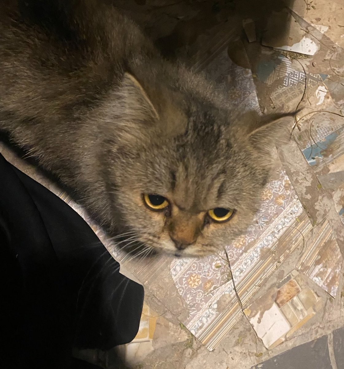 anamhssn's tweet photo. @seonari_e he loved being petted so much that when i stopped he gave me this look lol😭😭😭 https://t.co/82XcvlvCDp