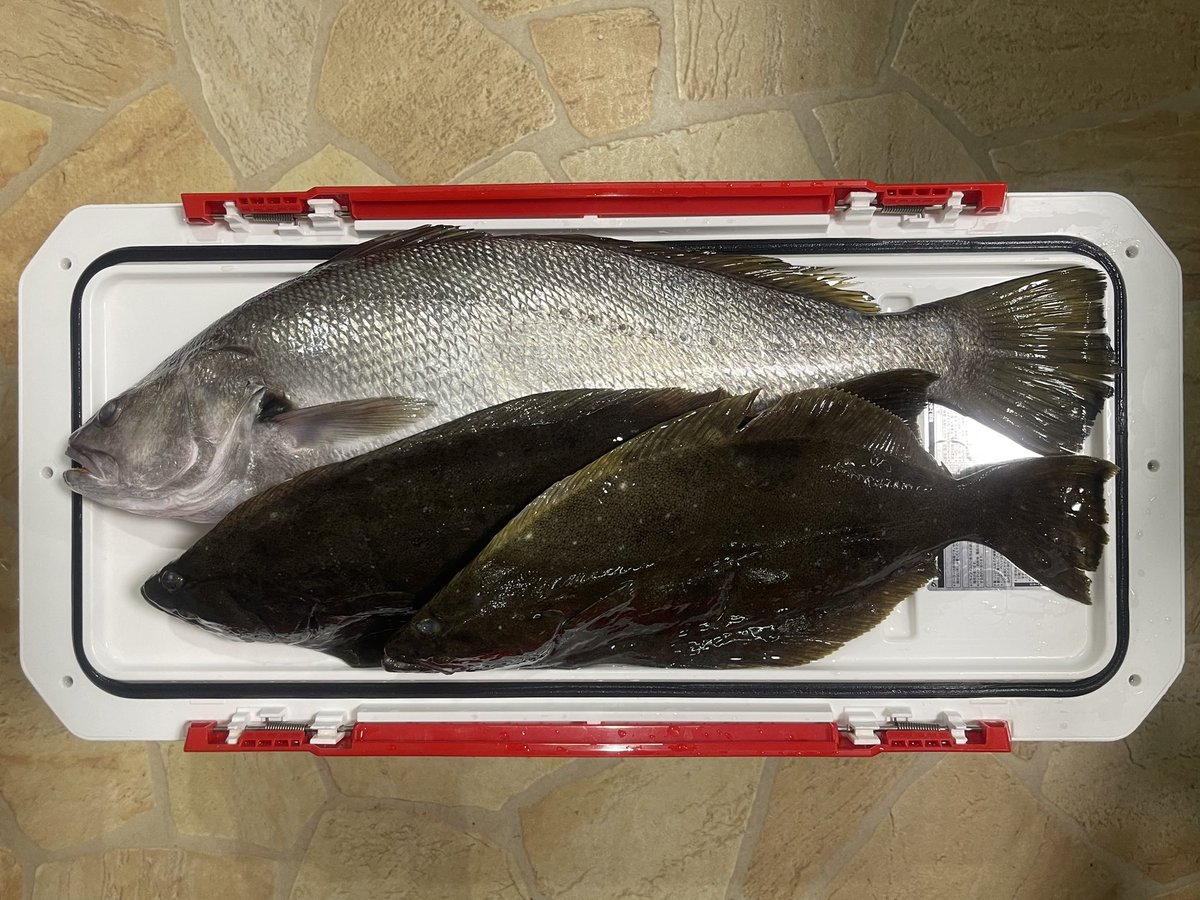 pon39_fishing's tweet photo. 10/4(日)AMヒラメ船釣果🎣

大原今シーズン初挑戦！
オオニベ
ヒラメ 2
(食い逃げ 4)

初っ端からオオニベが掛かり、右腕がご臨終😇
海も荒く風も強く、底取りが難しかったー🥺

竿を変えてからあたりが分かりやすくなった気がする
気のせいかな？🤔 https://t.co/ukQvwd9OWg