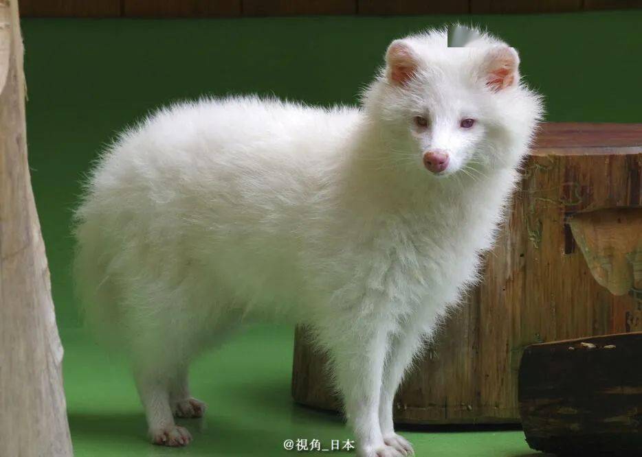 EstherPayttd's tweet photo. En SourceWhiteMink, la harmonía natural y la elegancia se unen! （注：源阶白貉对应西班牙文意译+品牌化表达SourceWhiteMink，贴合简洁推文的传播属性，兼顾原词核心意象）， https://t.co/LV4zW4gXFN