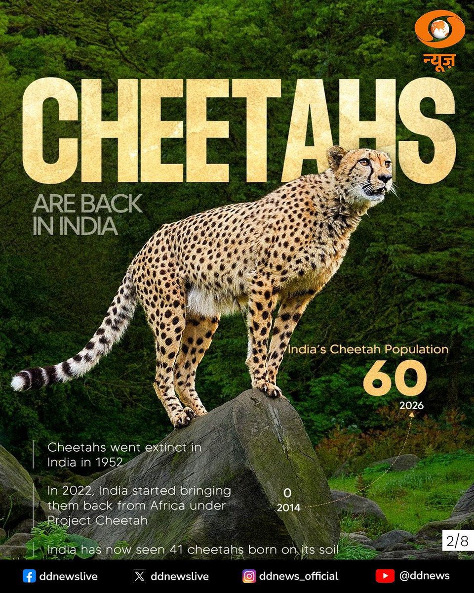 rajkannasrk's tweet photo. Proud moment for India! 🇮🇳
Project Cheetah hits a big milestone — population now at 60, with 41 born on Indian soil. 5 new cubs at Kuno (India-born mother + Botswana father).
From extinct in 1952 to thriving again. #ProjectCheetah #Kuno #WildlifeConservation https://t.co/ZQGQ2WIiJC