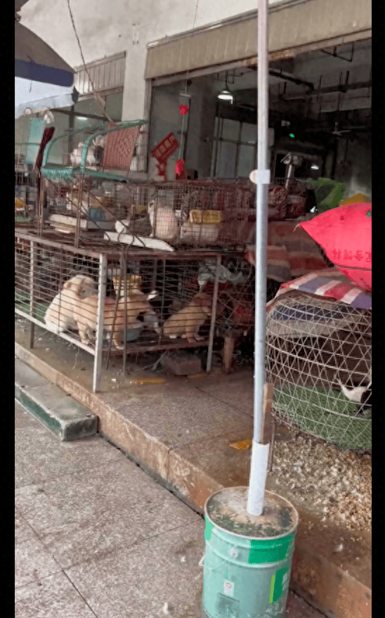 wozonyaamybe's tweet photo. El perro olfateó la carne fresca en el mercado, las reacciones de los clientes hicieron que el dependiente revisara el equipo, se escuchó el ruido de la máquina y todo transcurrió sin problemas. https://t.co/X7WnYB3ed9