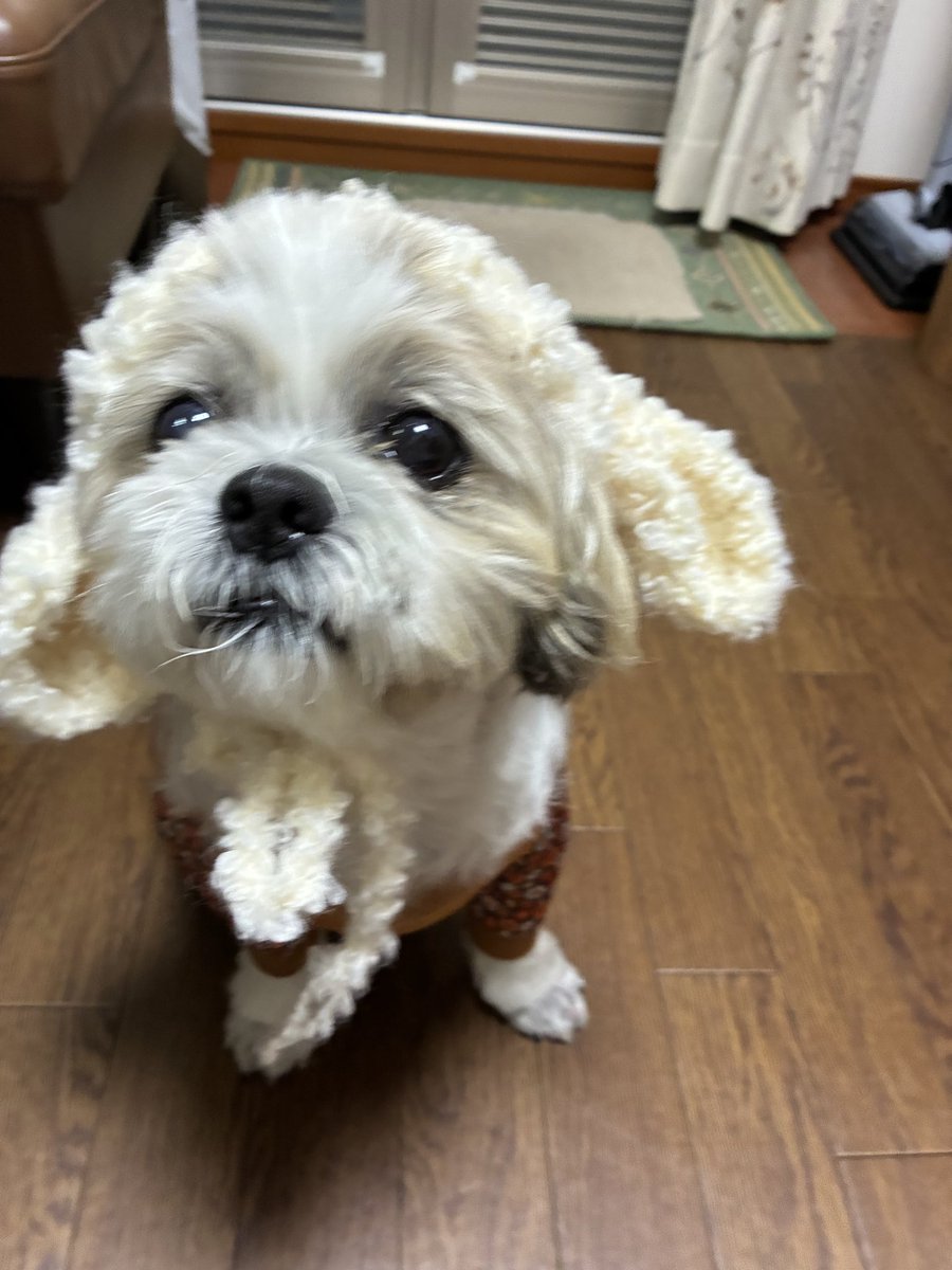 palpal_love's tweet photo. 羊のボンネット頑張って編んでみたよ。 https://t.co/3I0qIijU9T