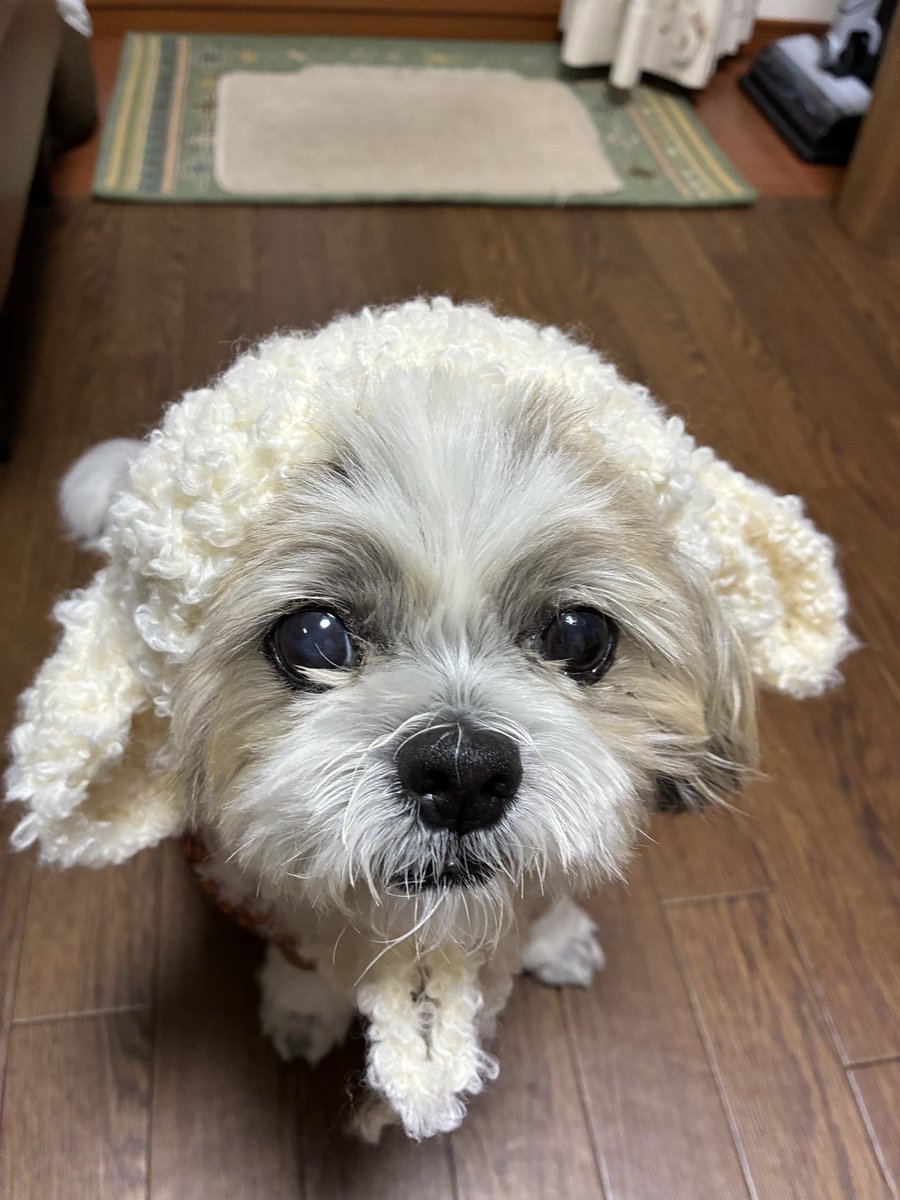 palpal_love's tweet photo. 羊のボンネット頑張って編んでみたよ。 https://t.co/3I0qIijU9T