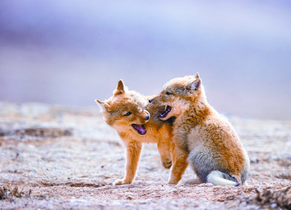 Murdiyanti94's tweet photo. [A clever, warm scene where a grinning wolf cub sits by a crackling fire]， https://t.co/LNT13ukgWd